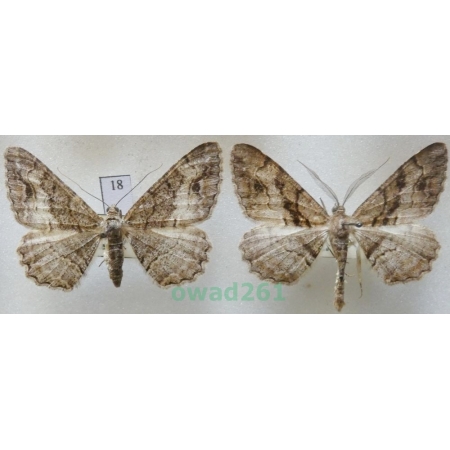 Alcis deversata (Staudinger, 1892) pair Czech18